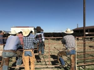 Cowboys taking a break from working cattle.