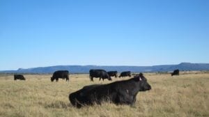 Comparing Grain Fed to Grass Fed Beef