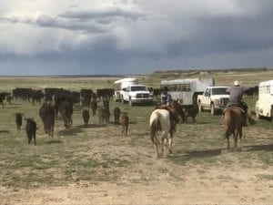 Working cattle in the rain. Learn more on our blog.