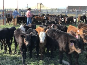 Checking the health of the calves