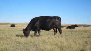 Free Range Grass Fed Beef Grazing