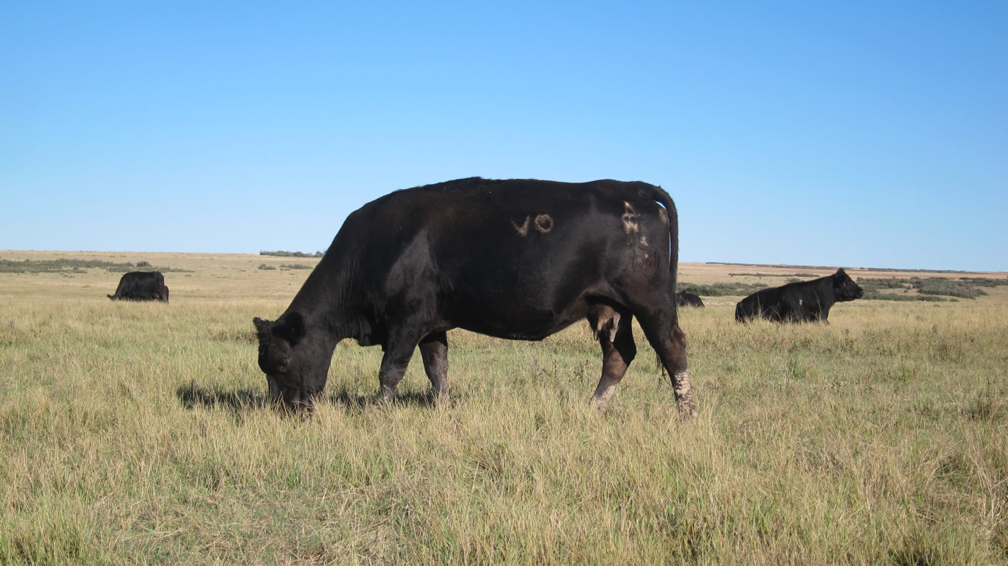 What Is Grass Finished Beef River Watch Beef Blog