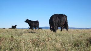 Grass Fed Beef Grazing