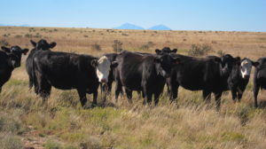 Grass Finished Beef in Pasture